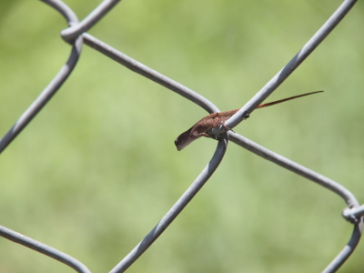 [Whereas the spread of the legs of the anole in the prior photo extends to nearly the entire length of one side of the wire creating the diagonal holes in the chain link fence, the entire length of the anole in this photos is not even that length. This anole appears to be shorter in overall length than just the tail of the anole in the prior photo, and that one isn't even a large anole. The body of this one isn't much thicker than the diameter of the metal of fence link.]